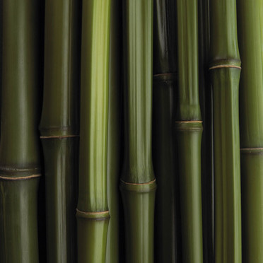 vetements bambou
